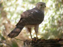 Cooper's Hawk